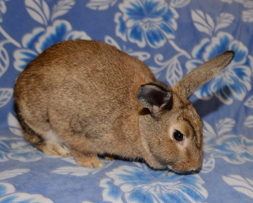 Lia, a rabbit for adoption from House Rabbit Society of Missouri