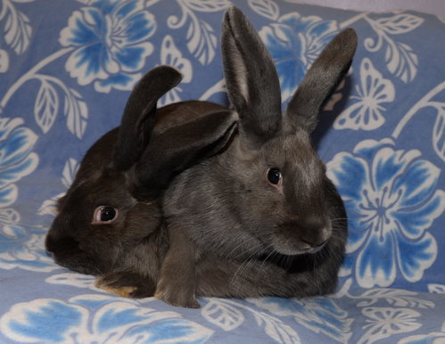 Isaiah and Isaac, a rabbit for adoption from House Rabbit Society of Missouri