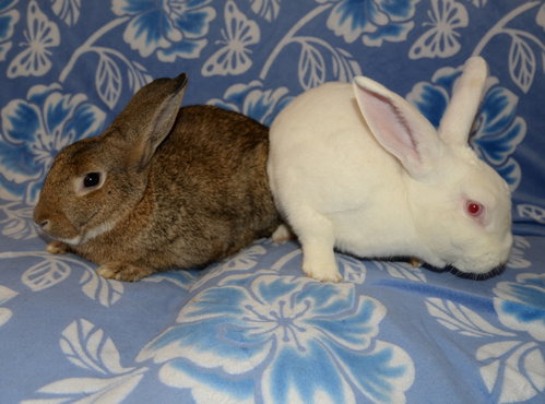Lamar and Luther, a rabbit for adoption from House Rabbit Society of Missouri
