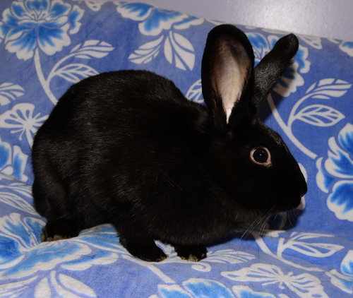 Rochelle, a rabbit for adoption from House Rabbit Society of Missouri