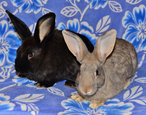 Glenna and Gayla, a rabbit for adoption from House Rabbit Society of Missouri