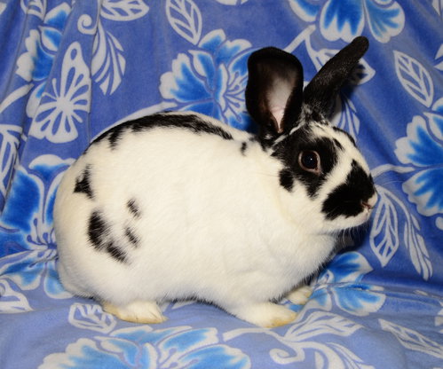 Meteo, a rabbit for adoption from House Rabbit Society of Missouri