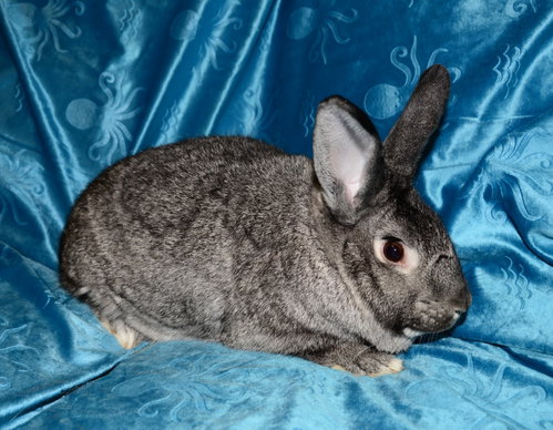 Nigel, a rabbit for adoption from House Rabbit Society of Missouri