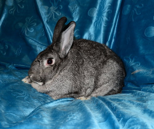 Photo 2 of Nigel