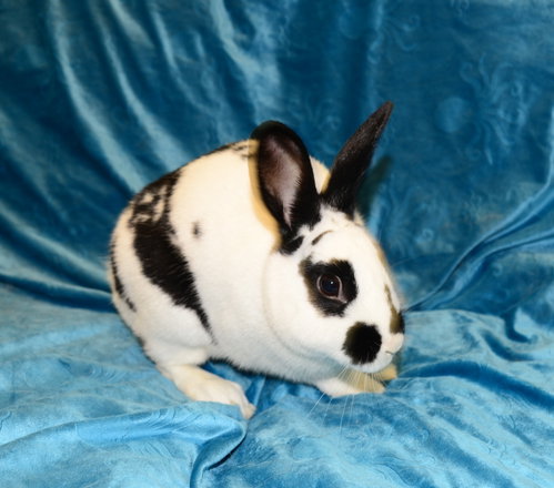 Photo 2 of Figgy Pudding