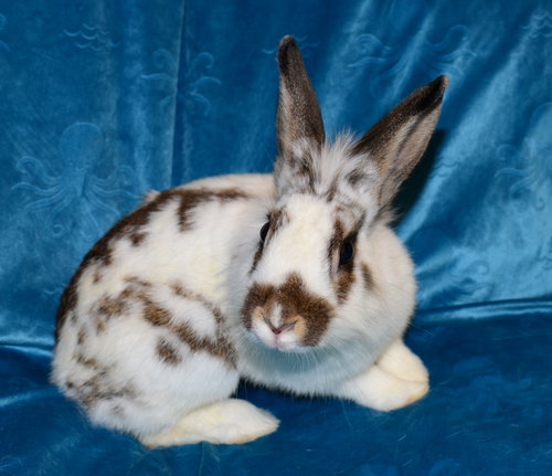 Photo 3 of Marcie