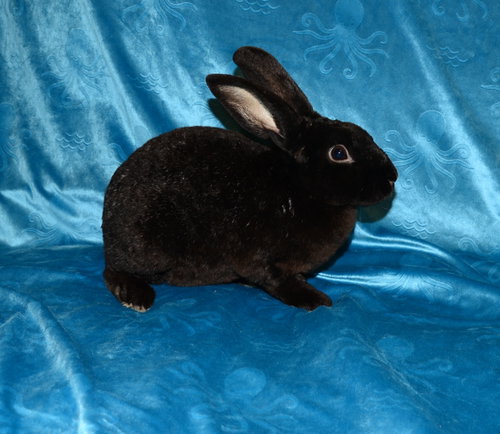Photo 2 of Blackjack