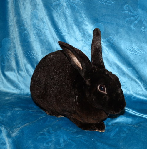 Photo 3 of Blackjack