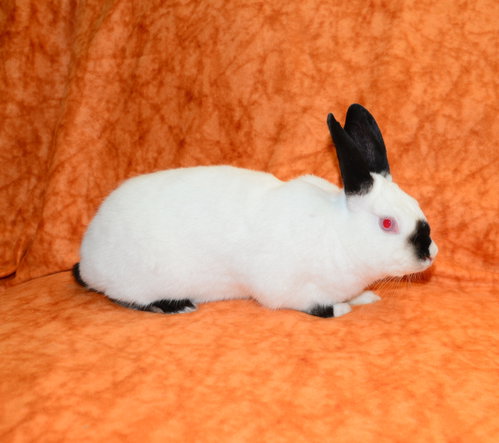 Photo 2 of Cordie