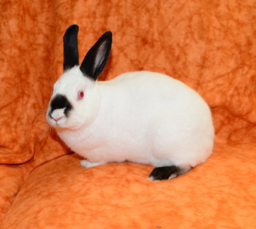 Photo 3 of Cordie