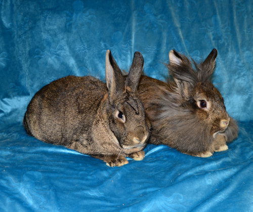 Sylvie and Quill, a rabbit for adoption from House Rabbit Society of Missouri