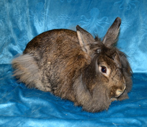 Photo 2 of Sylvie and Quill