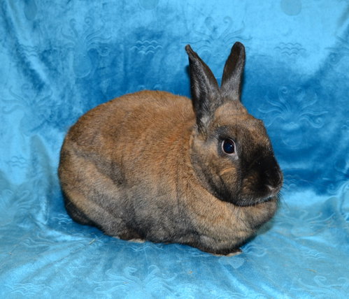 Asperatus, a rabbit for adoption from House Rabbit Society of Missouri