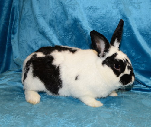 Kazoo, a rabbit for adoption from House Rabbit Society of Missouri