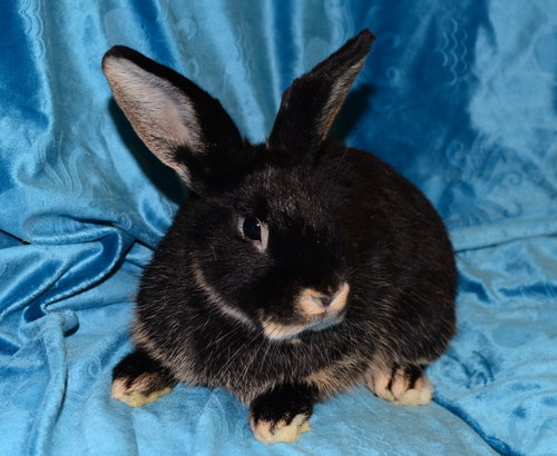 Sienna, a rabbit for adoption from House Rabbit Society of Missouri