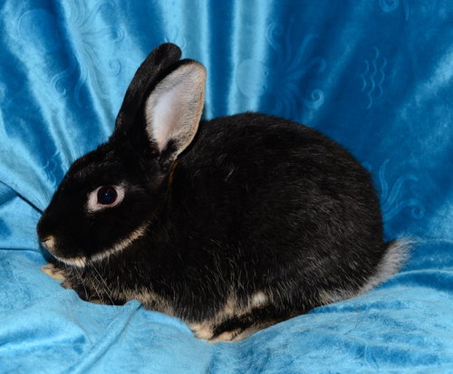 Selena, a rabbit for adoption from House Rabbit Society of Missouri