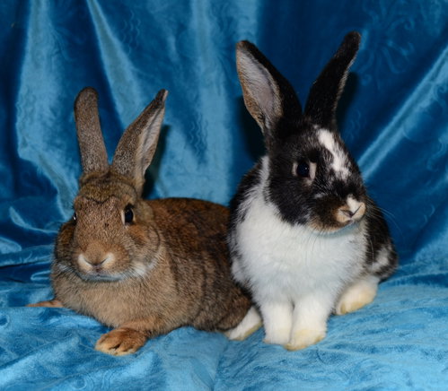 Margot and Mercy, a rabbit for adoption from House Rabbit Society of Missouri