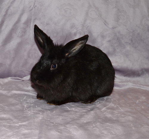 Stargate, a rabbit for adoption from House Rabbit Society of Missouri