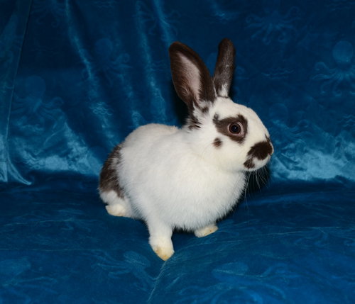 Teardrop, a rabbit for adoption from House Rabbit Society of Missouri