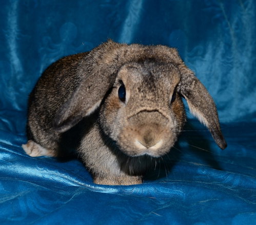 Photo 2 of Honey