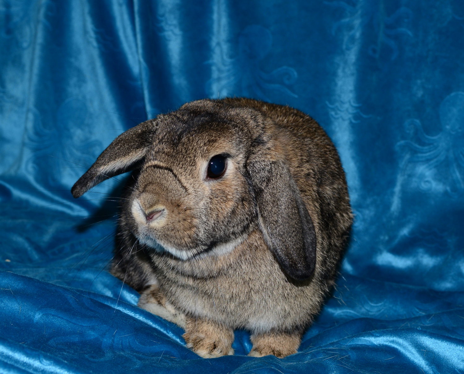 Honey, photo 3