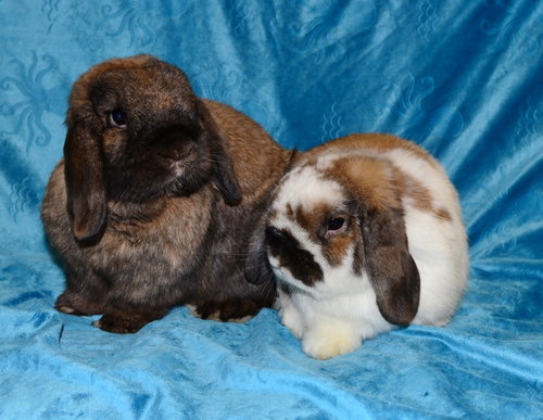 Ronny and Randy