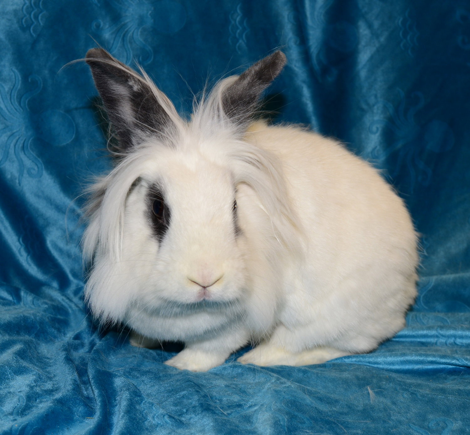 Hilda, photo 2