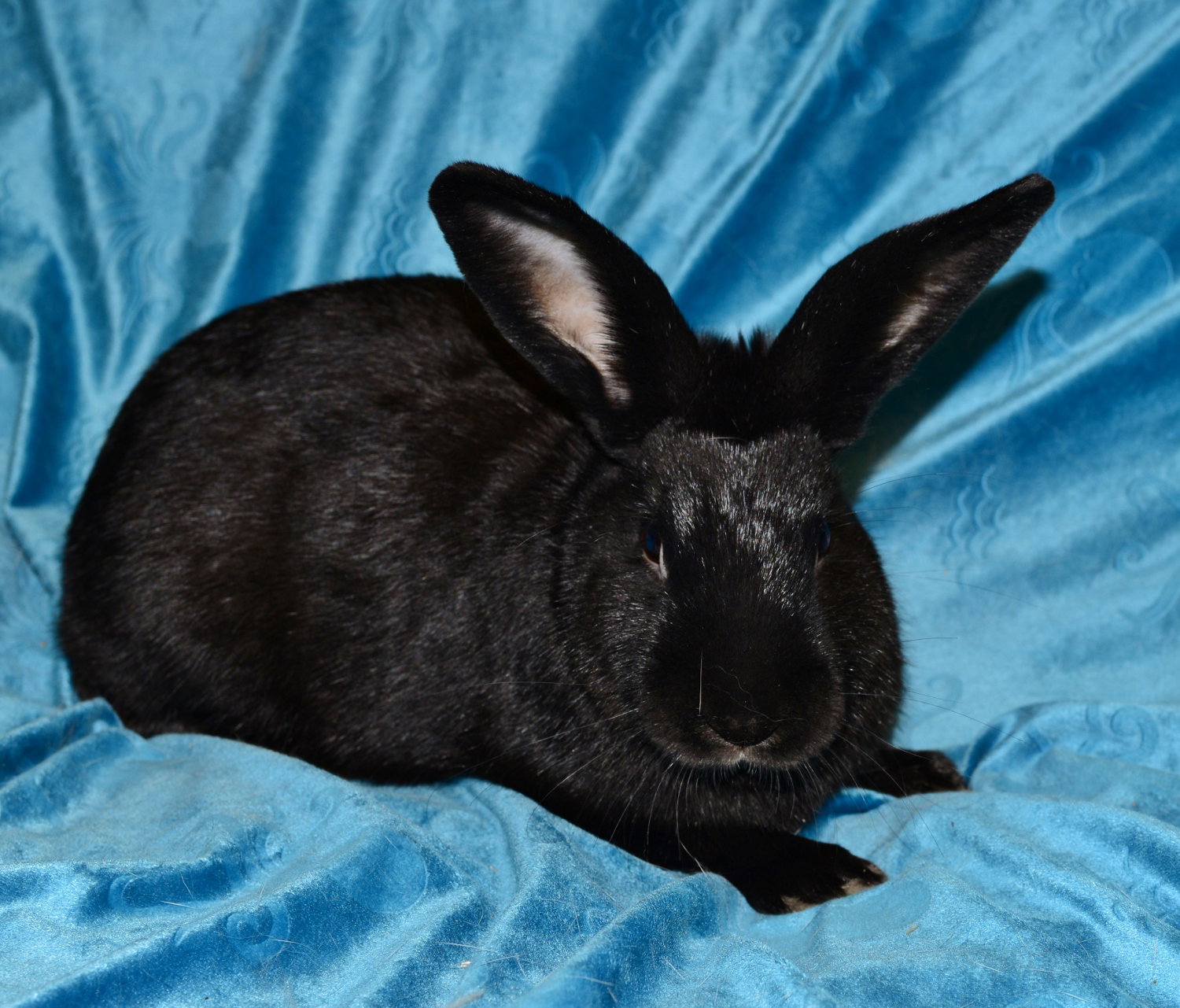 Biggie, photo 2