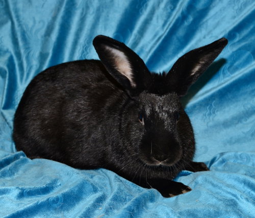Photo 2 of Biggie