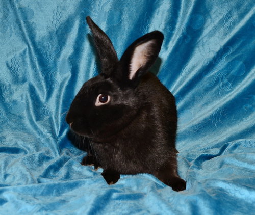 Photo 3 of Biggie