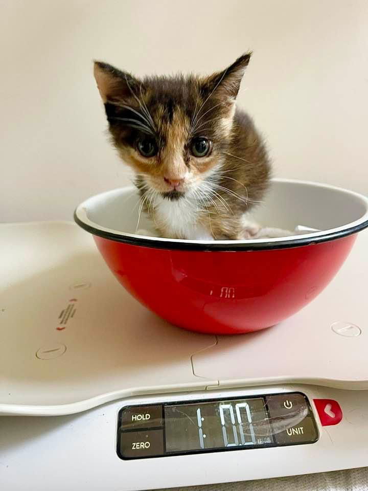 adoptable Cat in Berlin, MD named Betty