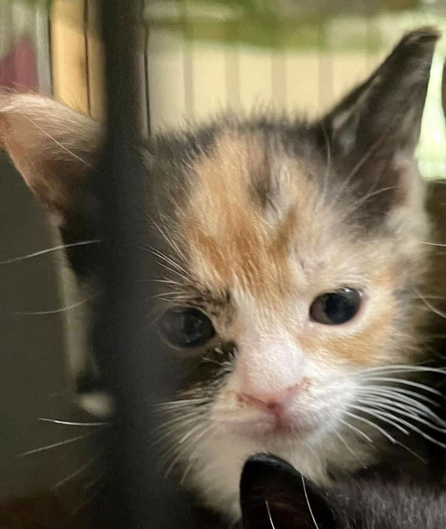 adoptable Cat in Berlin, MD named Wendy