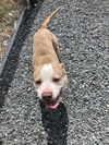 adoptable Dog in , MD named George