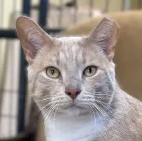 Tank - Domestic Short Hair