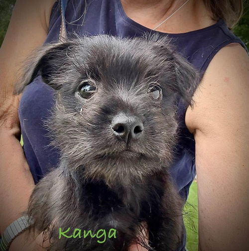 Kanga