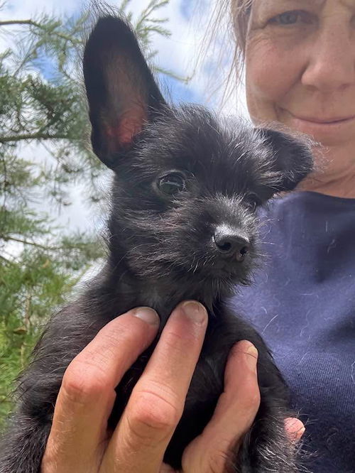 Roo