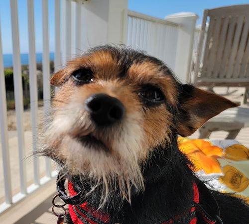 Marley