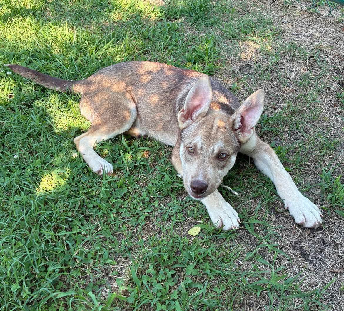 adoptable Dog in Berlin, MD named Brantley
