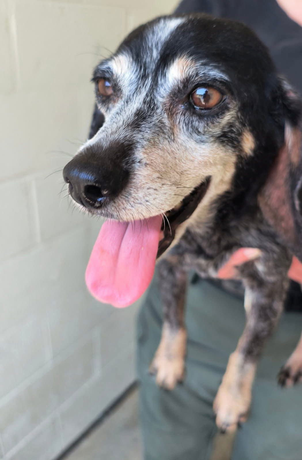 adoptable Dog in Berlin, MD named Eloise