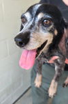 adoptable Dog in  named Eloise