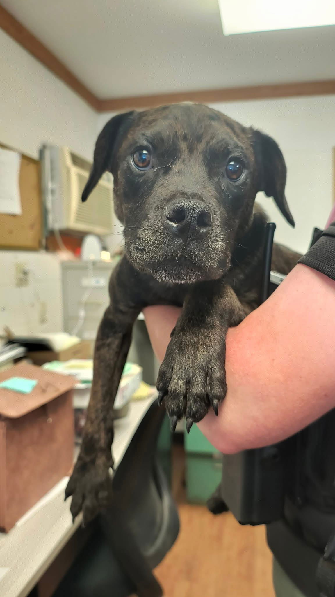 adoptable Dog in Berlin, MD named Pugsley