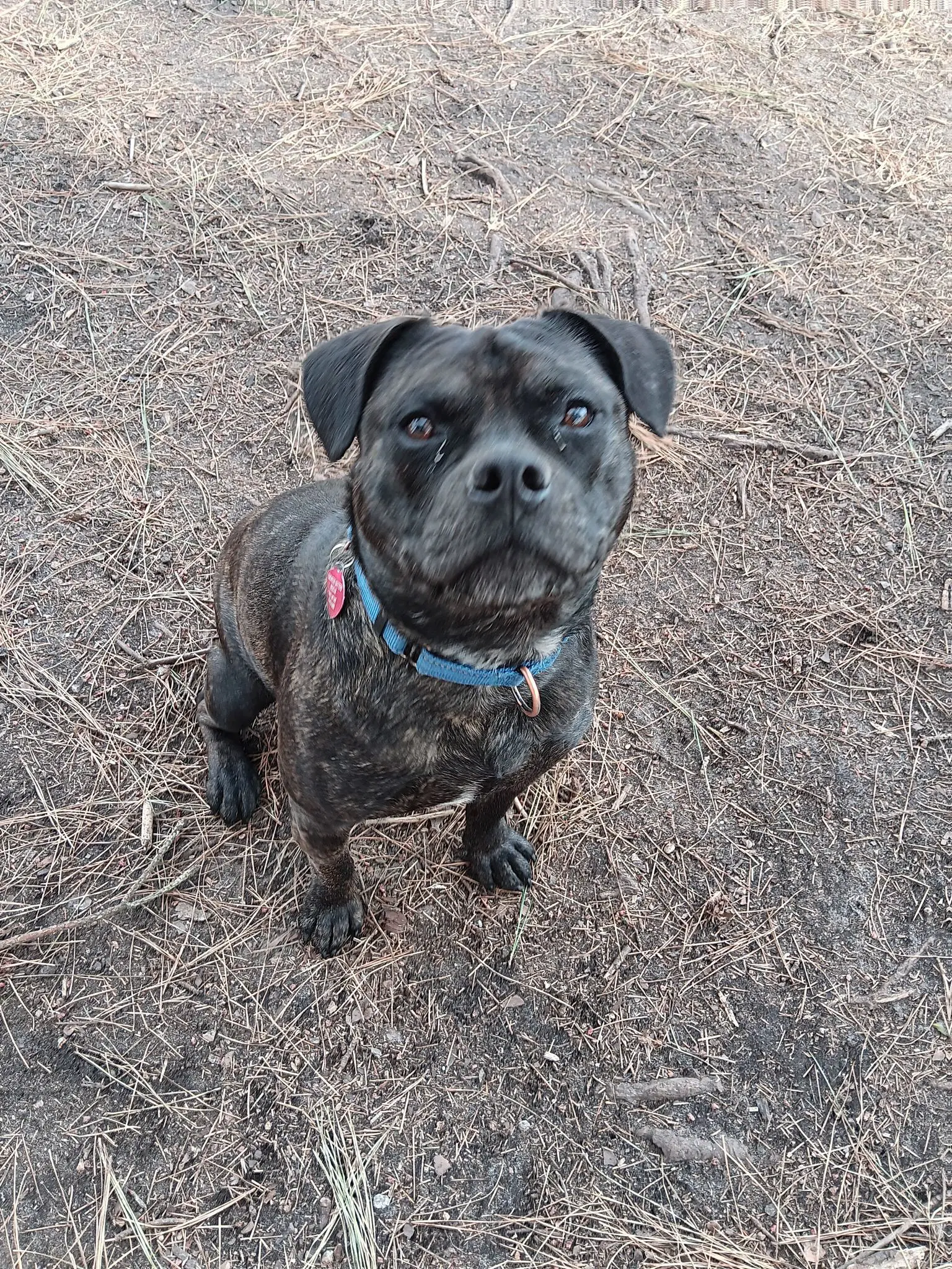 Pugsley - Pit Bull Terrier