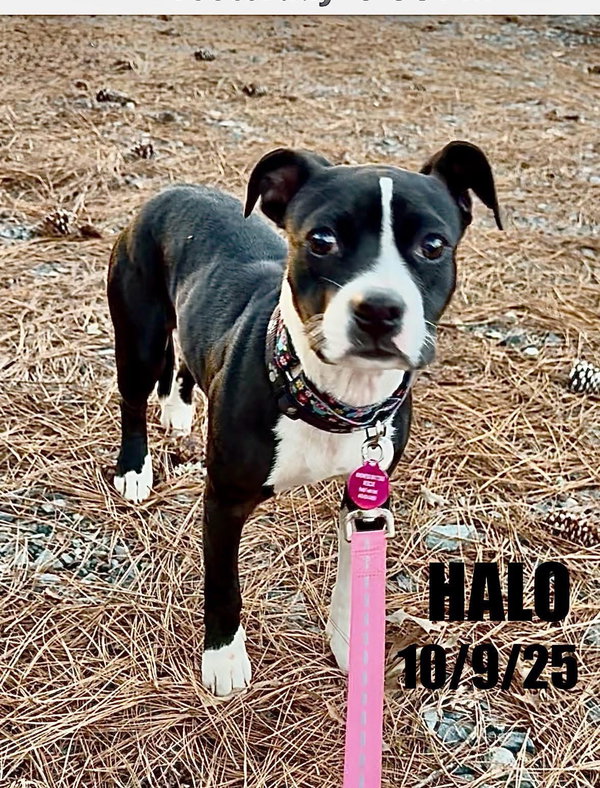 Halo