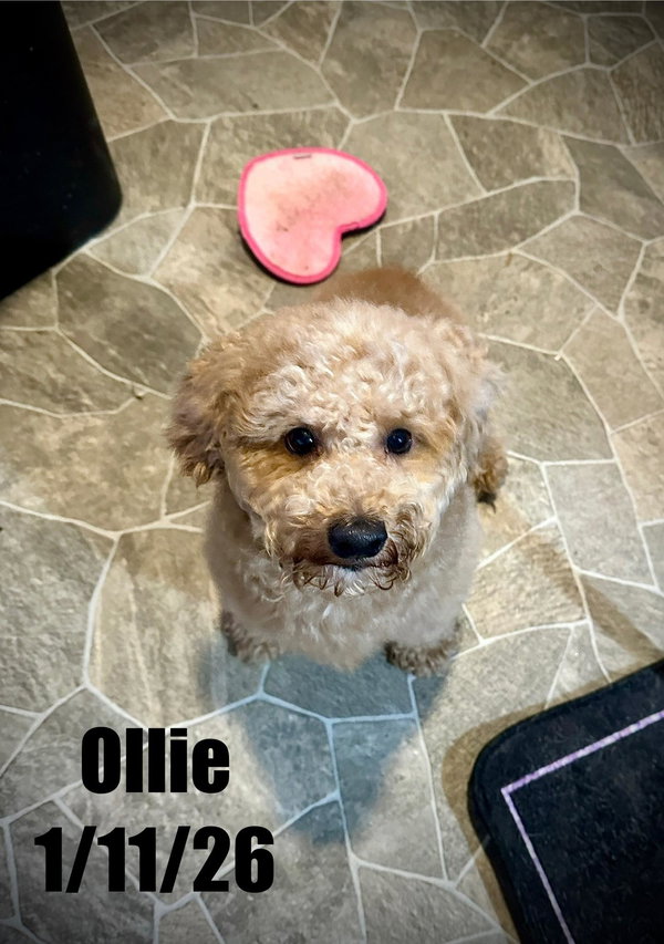 Ollie