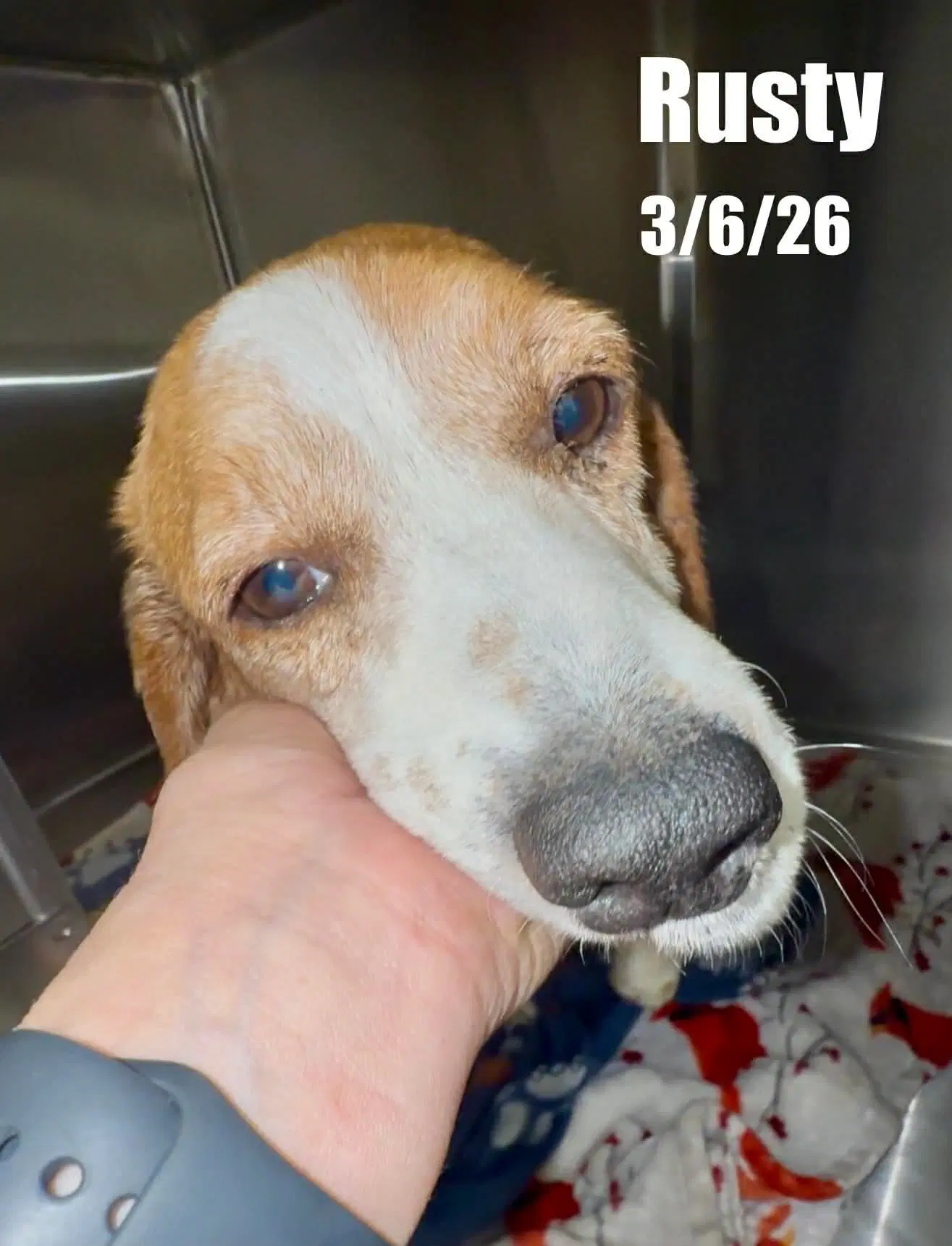 Rusty - Beagle