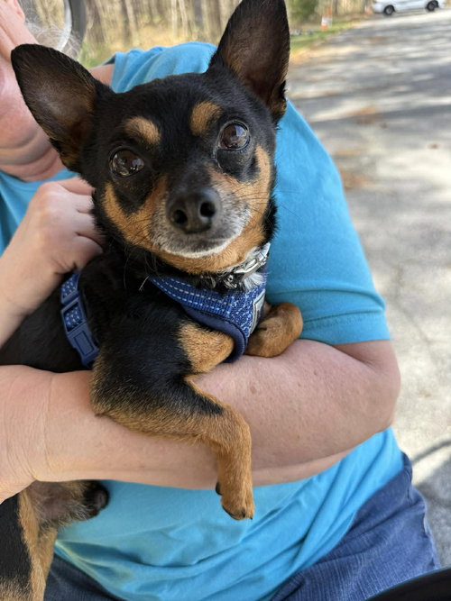 Treff, an adoptable Chihuahua in Berlin, MD
