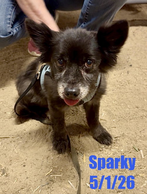 Sparky, photo 3