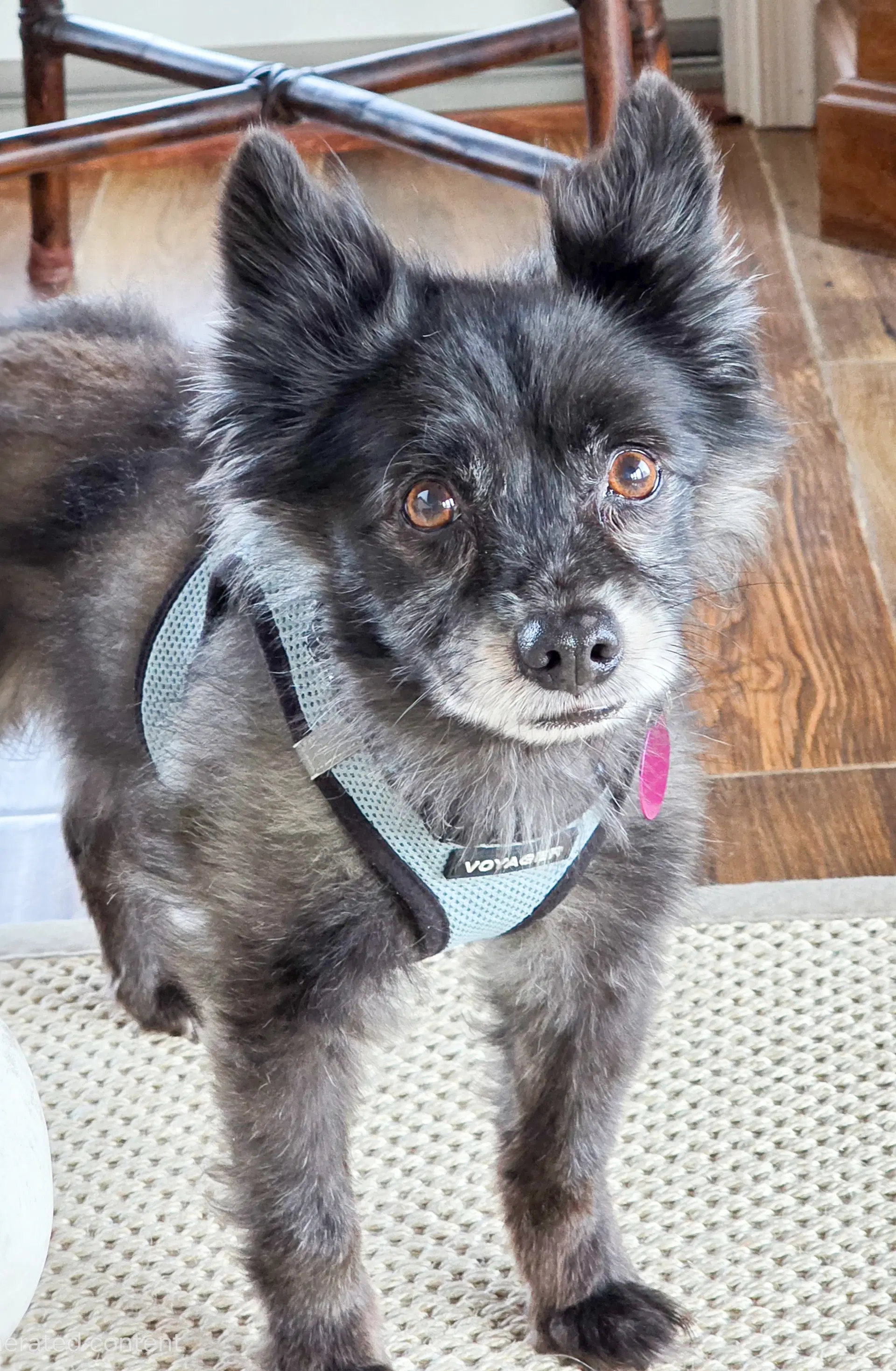 Sparky image 4
