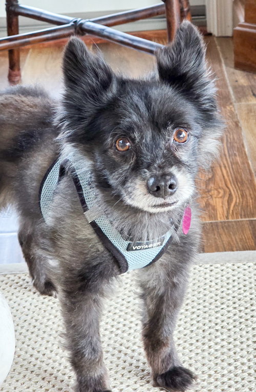 Sparky, photo 4