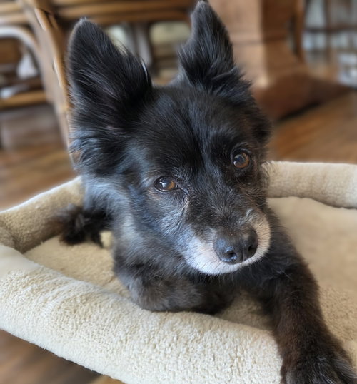 Sparky, photo 5